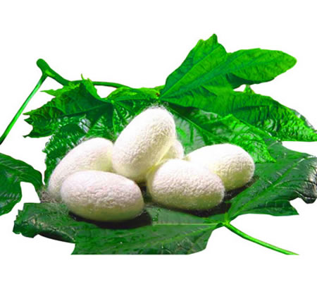 蠶繭烘干機-河南中森智能